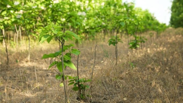 How To Grow A Catalpa Tree
