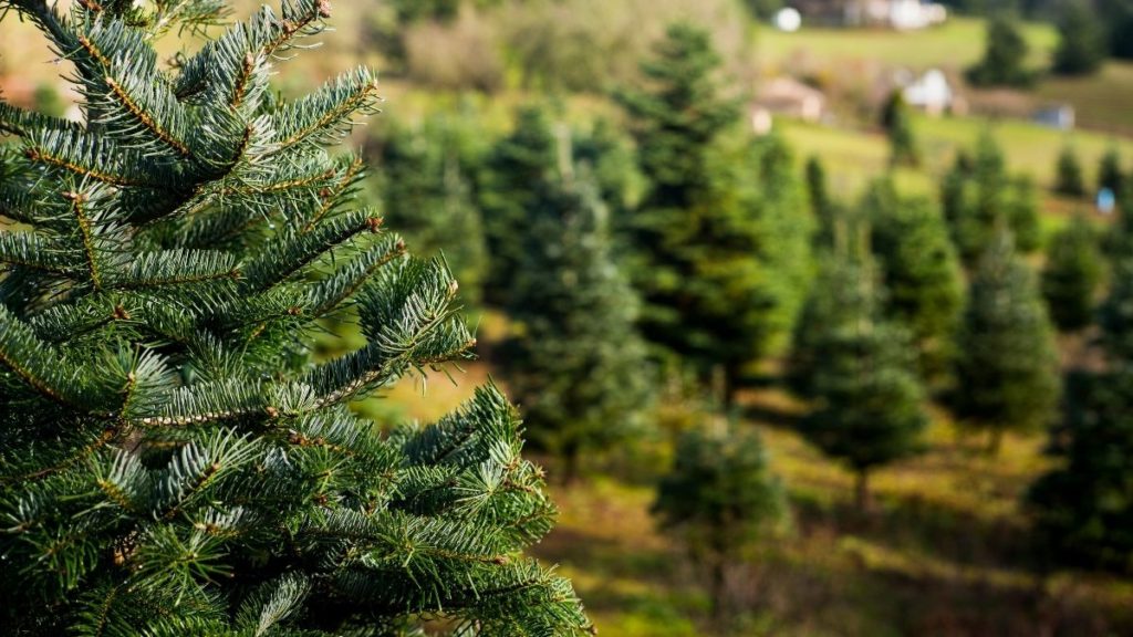 how-to-grow-a-christmas-tree-from-cuttings-gardenzoo