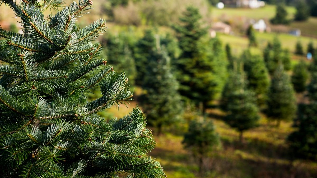 How To Grow A Christmas Tree From Cuttings