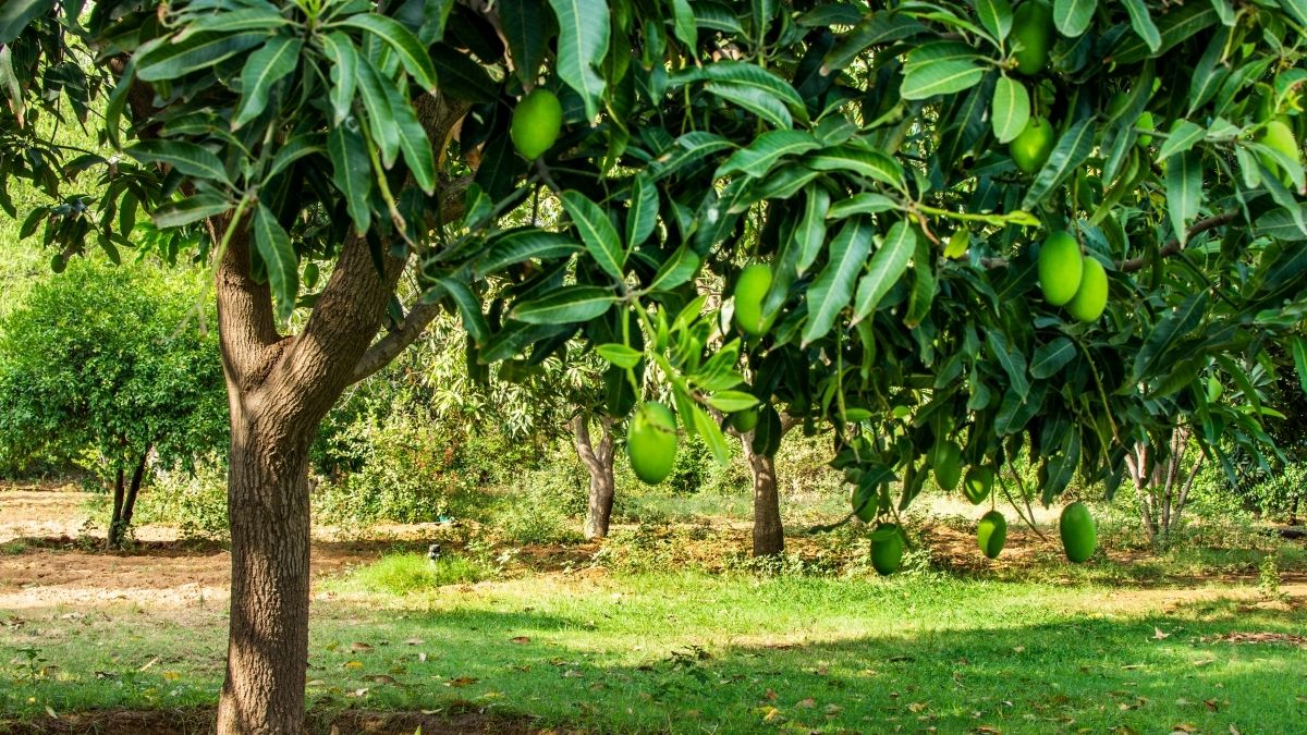 How To Grow A Mango Tree From A Cutting