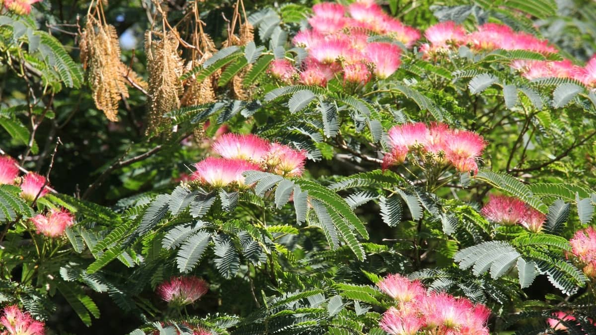 How To Grow A Mimosa Tree From A Cutting