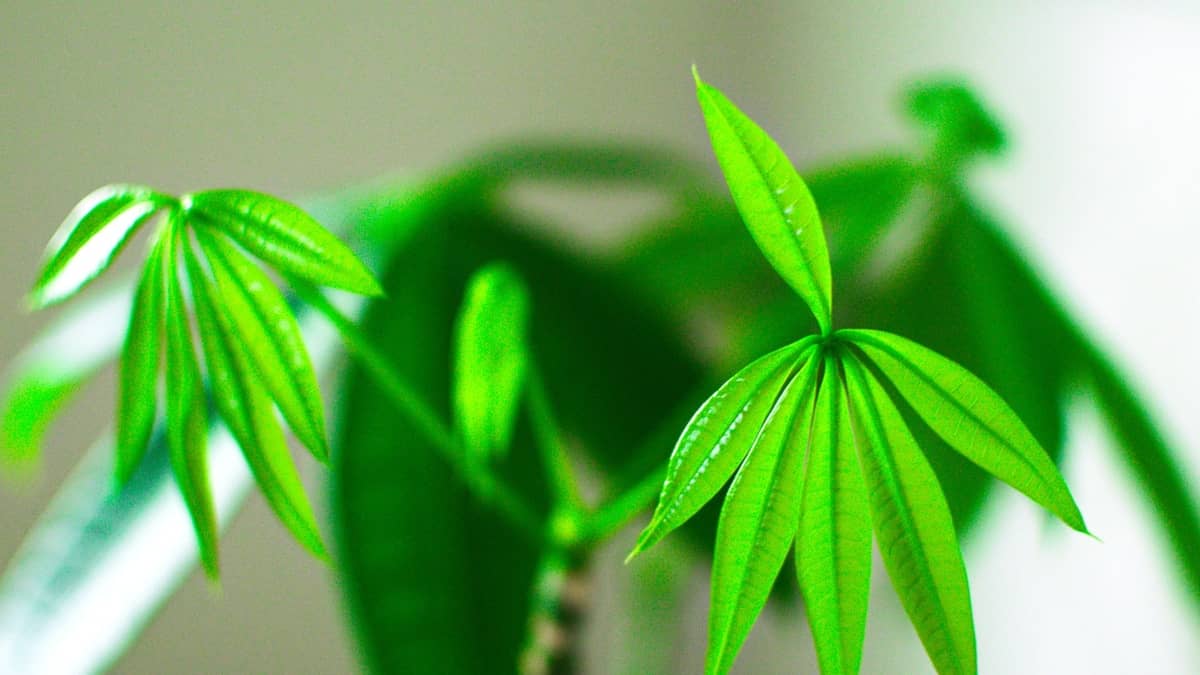 How To Grow A Money Tree From A Cutting