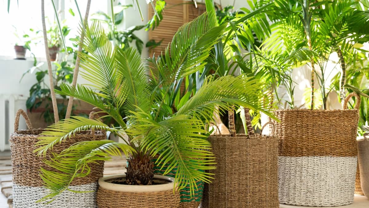 How To Grow A Palm Tree Indoors