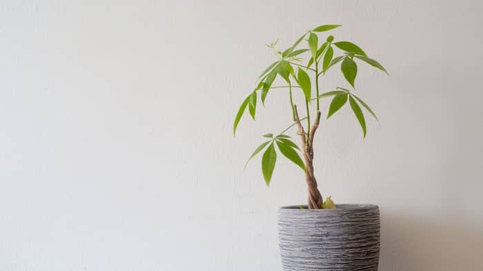 Planting your money tree