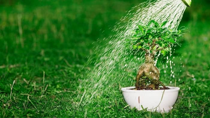 Watering a bonsai tree is an important step