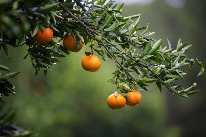 Do Tangerine Trees Have A Dormant Period