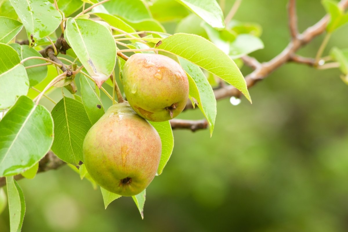 How To Grow A Pear Tree From A Cutting