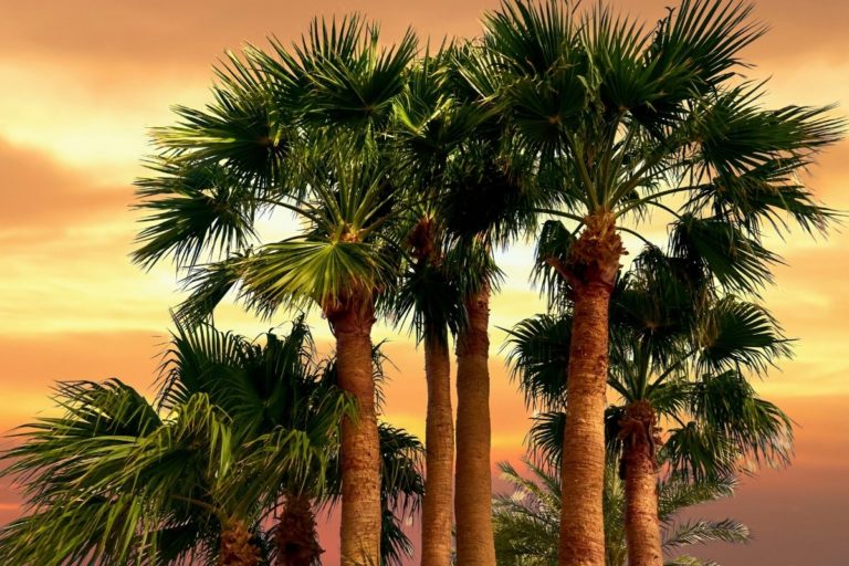 How To Make A Palm Tree Grow Faster In 5 Easy Steps - GardenZoo
