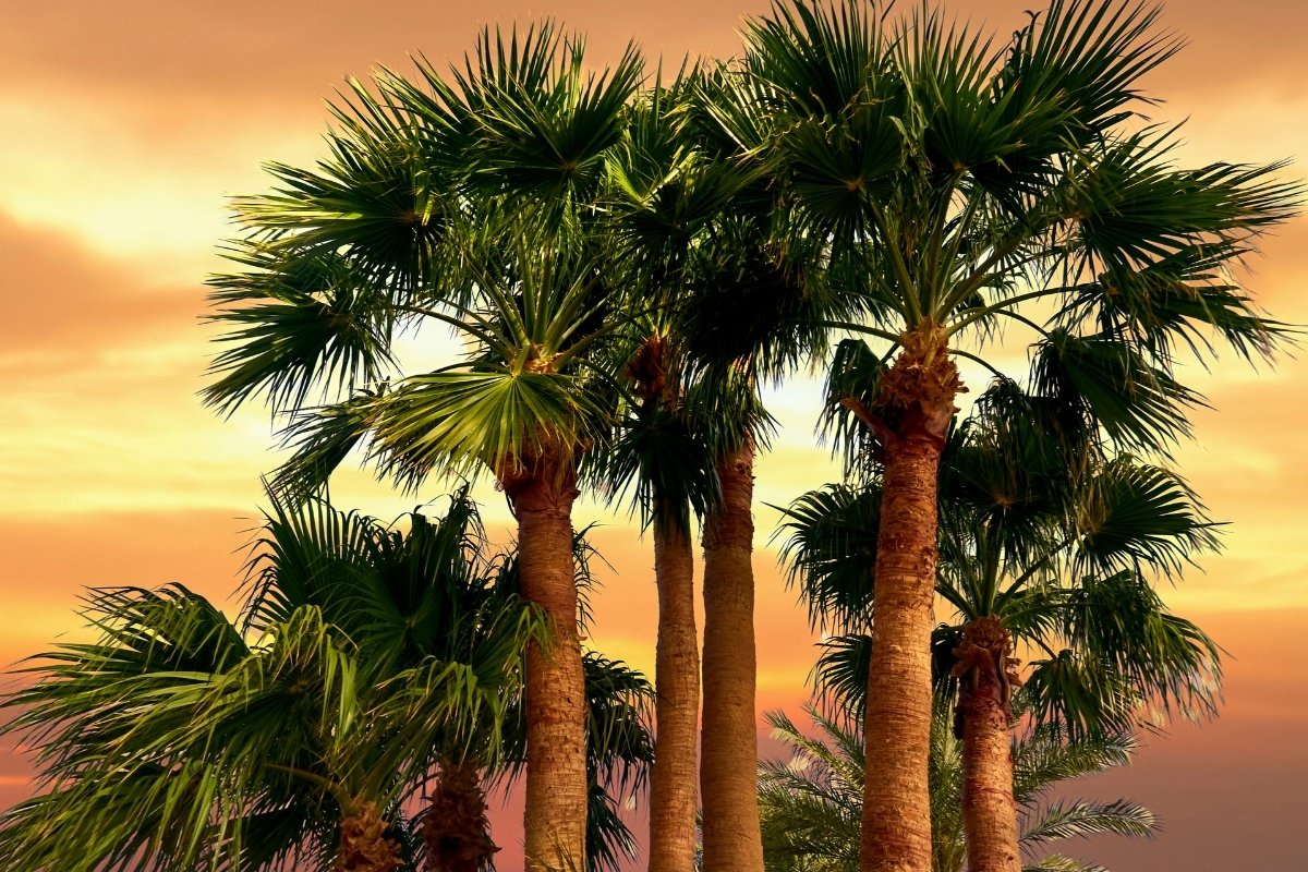 How To Make A Palm Tree Grow Faster In 5 Easy Steps