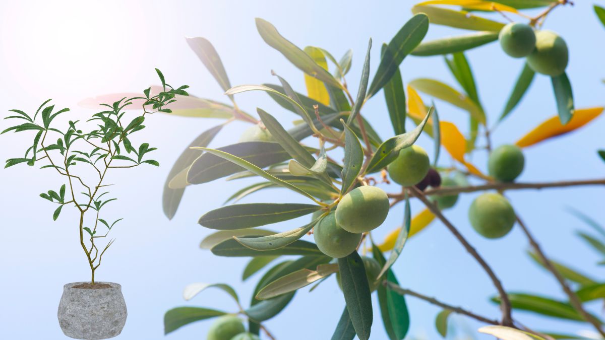 How To Grow An Olive Tree In A Pot