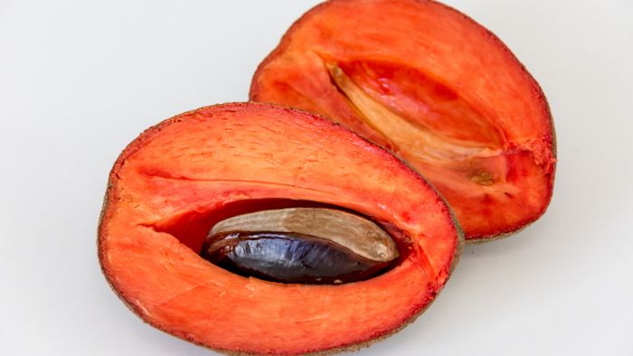  Does a mamey grow true to seed