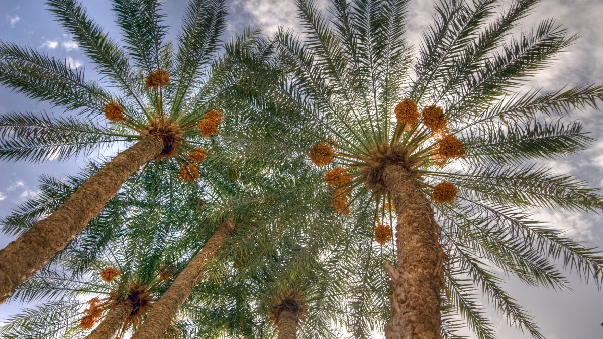 How To Grow A Date Palm Tree From Seed