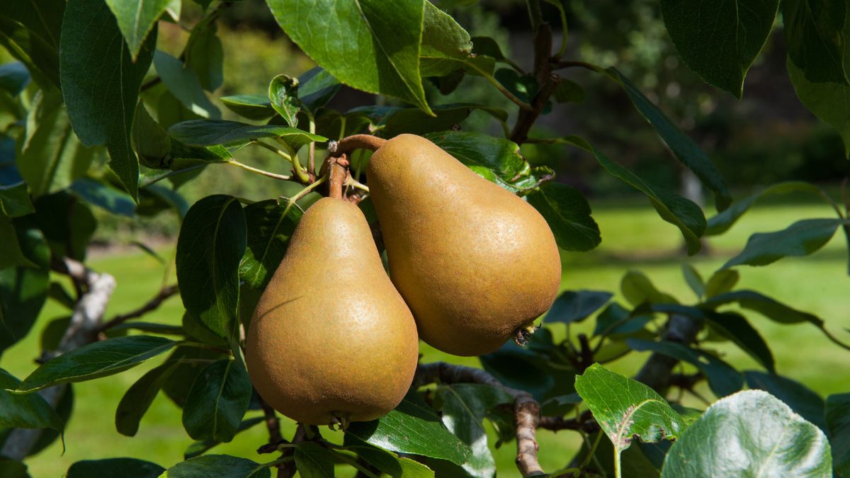 How To Grow An Asian Pear Tree
