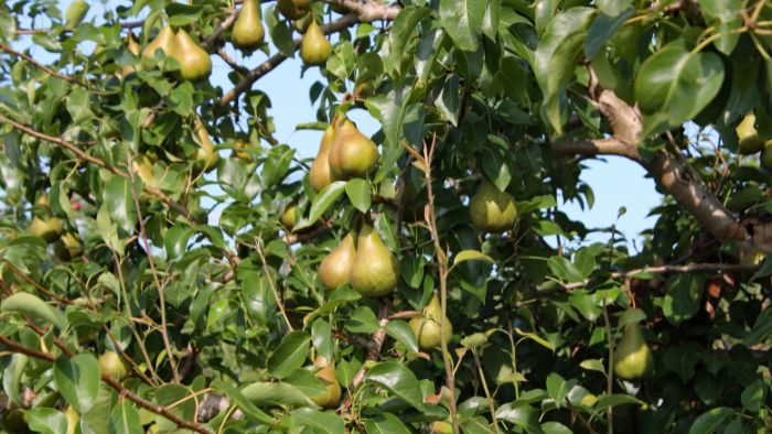  how to grow an asian pear tree